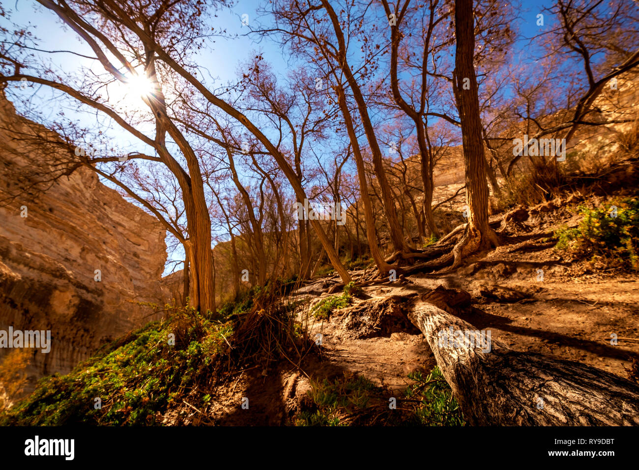 Bella VIR=EW di alberi nel deserto, Ein Ovdat riserva naturale, Israele Foto Stock