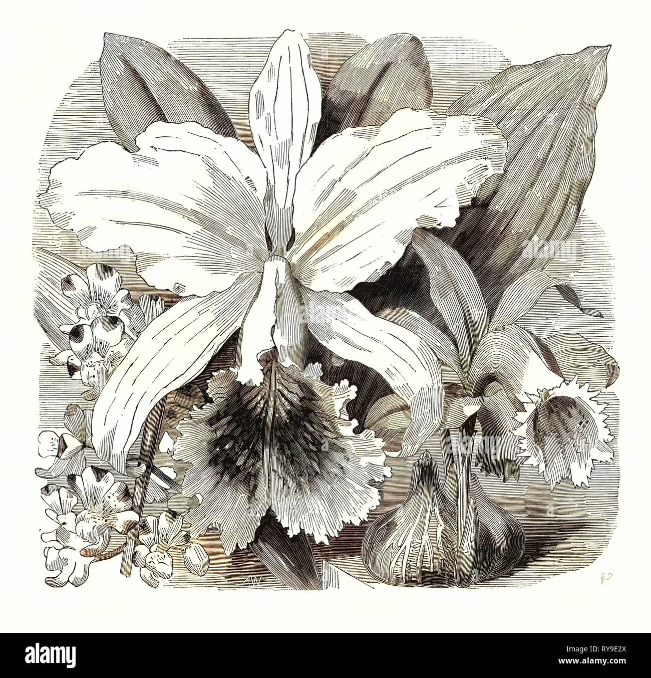 Giugno. Aerides Quinquevulnera. Cattleya Mossiae. Coelogyne wallichiana Foto Stock