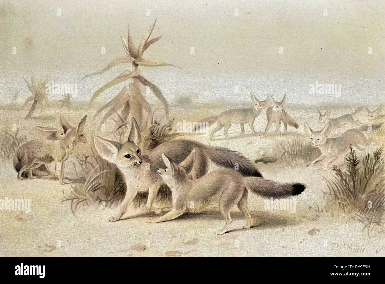 Fennecs africana Foto Stock