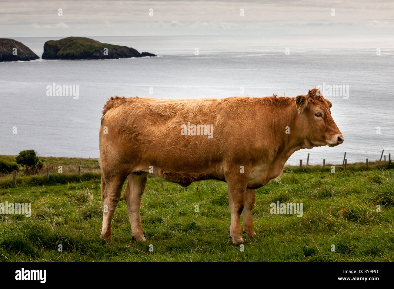 Dursey Island, Cork, Irlanda. 11 Agosto, 2015. Un premio bull si trova in un campo su Dursey Island nella penisola di Beara in West Cork, Irlanda. Foto Stock