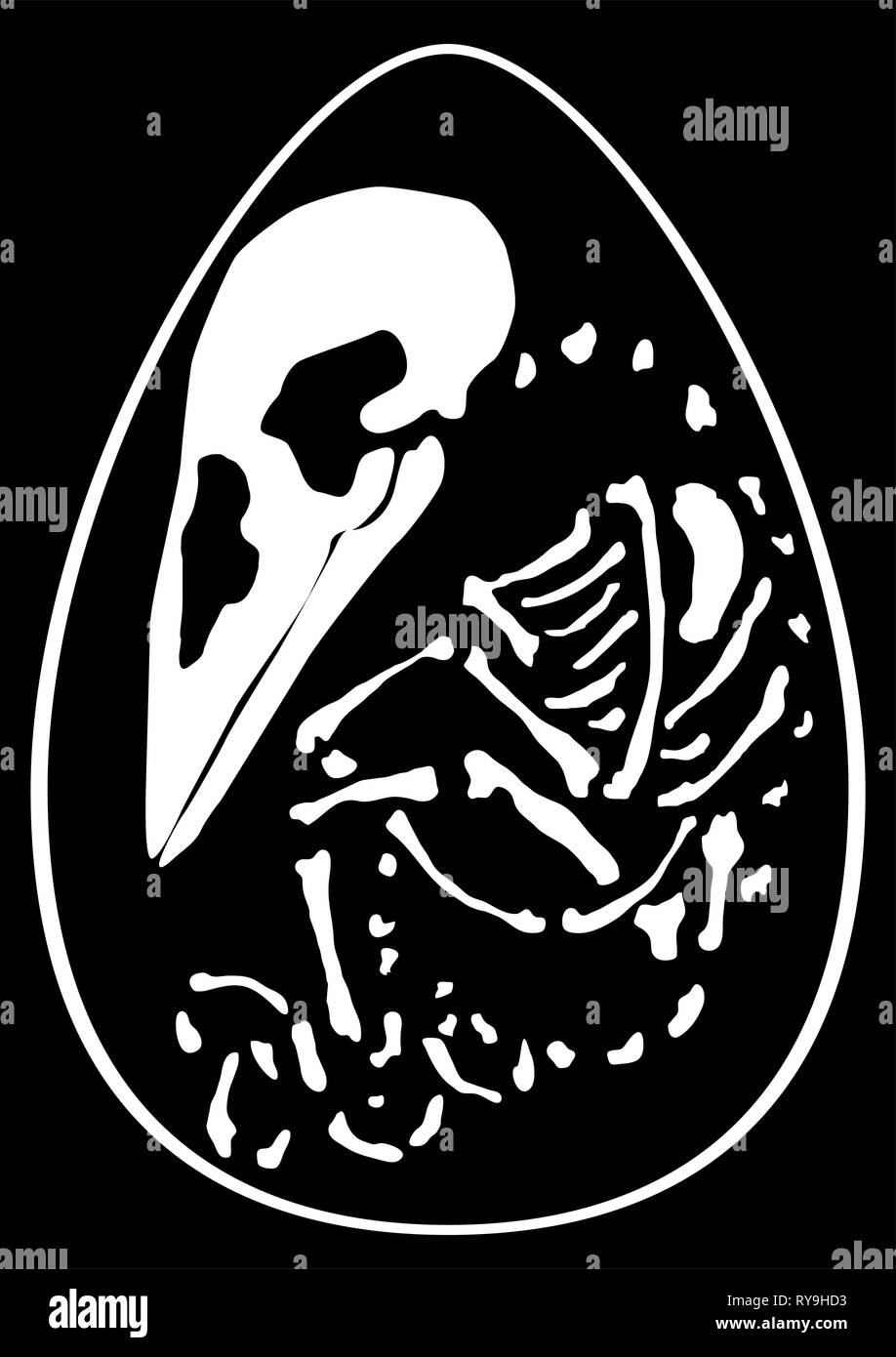 Hatchling scheletro uccello all'interno di uovo, vettore verticale, sfondo nero, isolato Illustrazione Vettoriale
