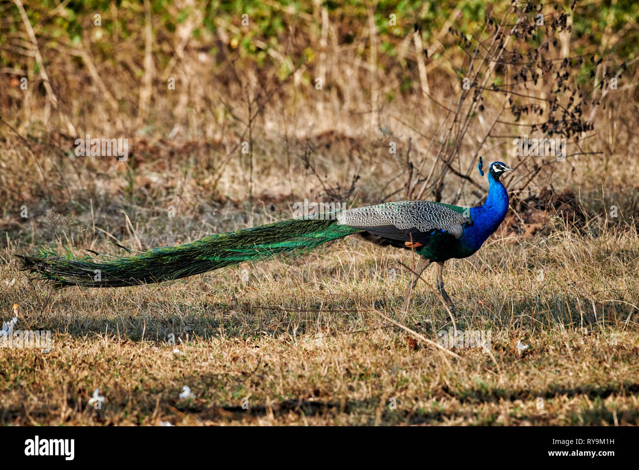 Comune di pavone, peafowl indiano o peafowl blu, Pavo cristatus, Bandipur Riserva della Tigre, Karnataka, India Foto Stock