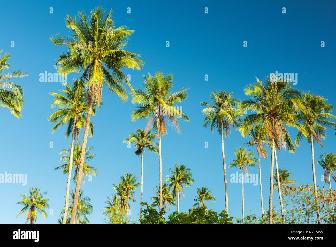 Bella coconut Palm tree sul cielo blu Foto Stock
