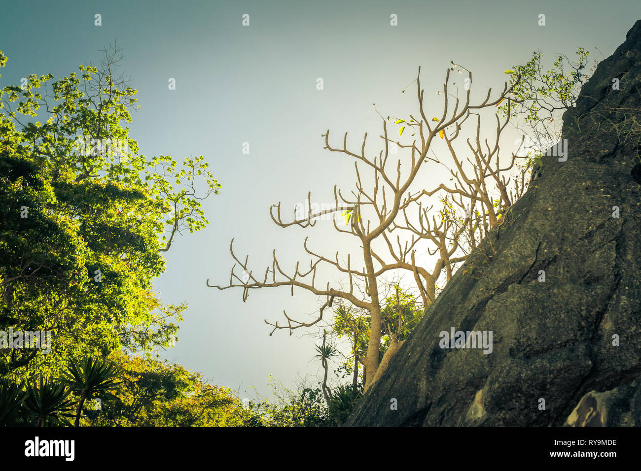 Tree silhouette contro il cielo, detti alberi. Natura delle Filippine Foto Stock