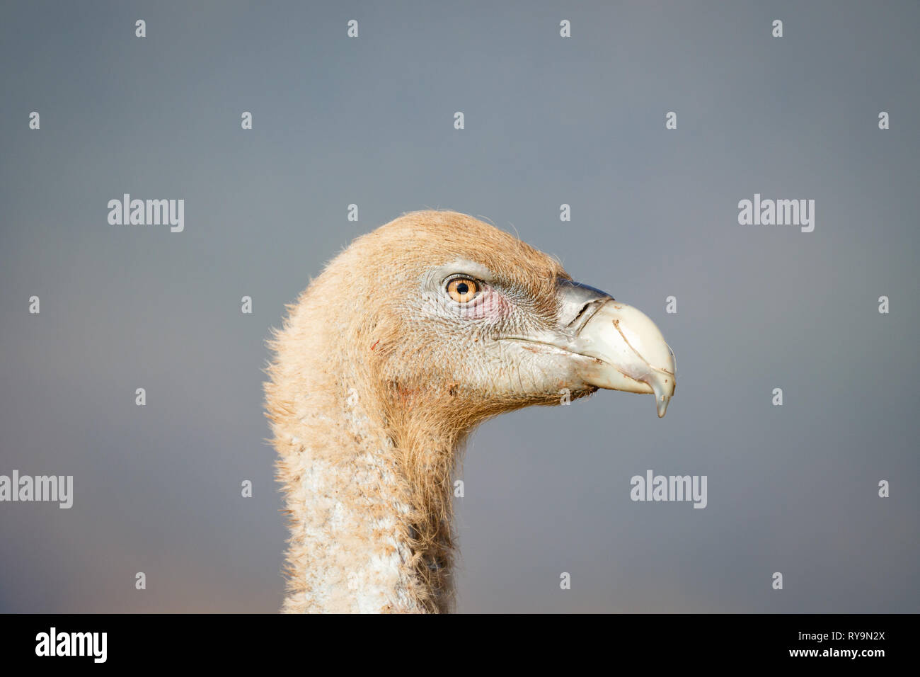 Grifone (Gyps fulvus), ritratto, vicino, in catalano Pre-Pyrenees, Catalogna, Spagna Foto Stock