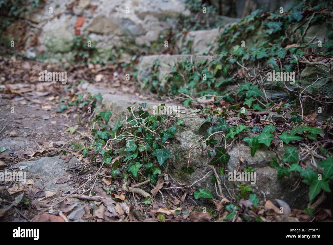 Abbandonate le scale ricoperta con poison ivy in un villaggio abbandonato Slapnik nella regione Goriška Brda, Slovenia. Foto Stock