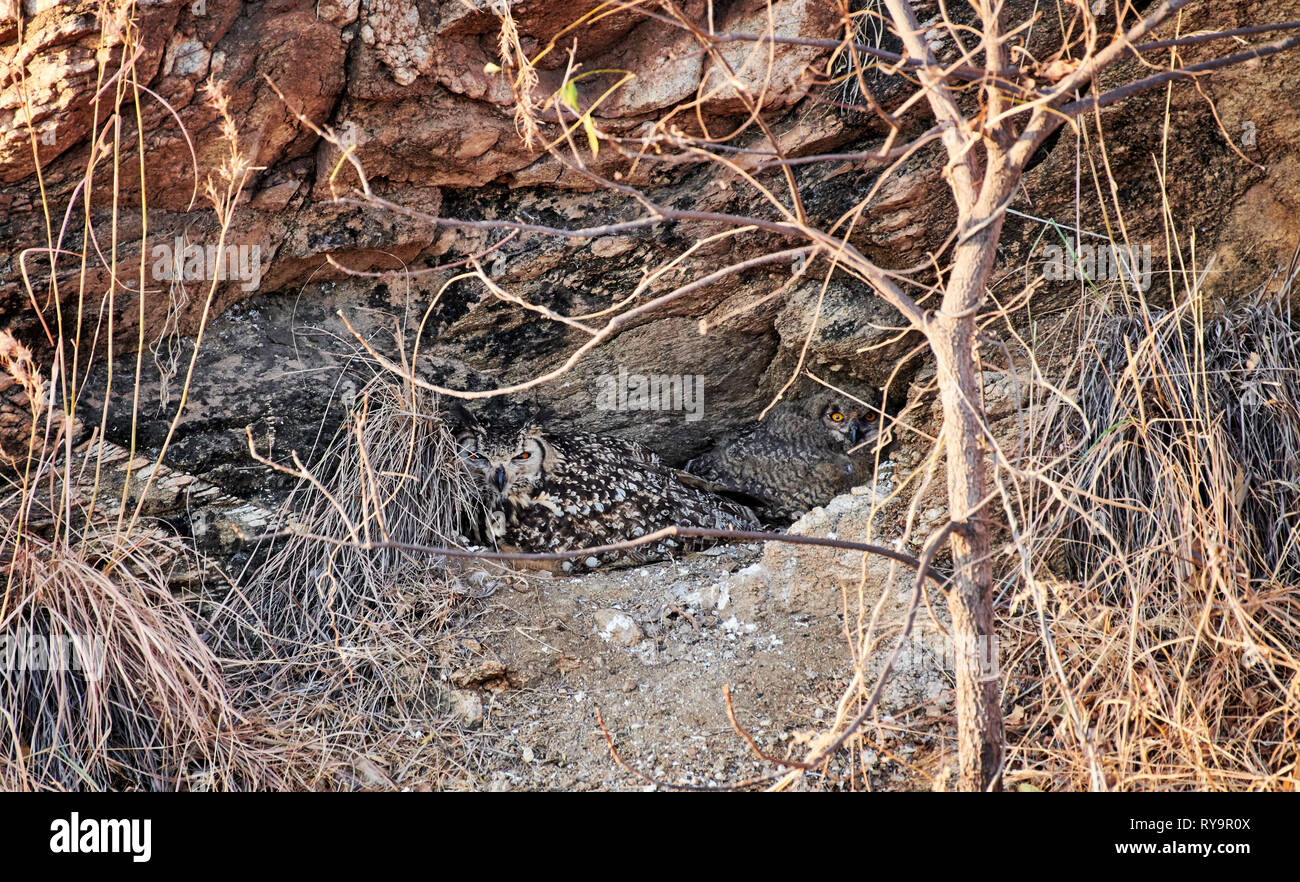 Indian il gufo reale (Bubo bengalensis) con pulcino, Hampi, Karnataka, India Foto Stock