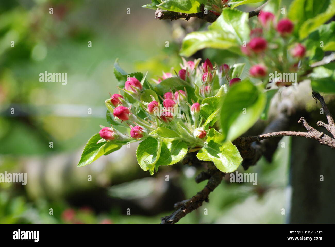 Melo ramoscelli in primavera, quasi in fiore, Primavera nel giardino, rosa e verde fresco germogli e fiorisce sul ramo, rigogliosi alberi Foto Stock
