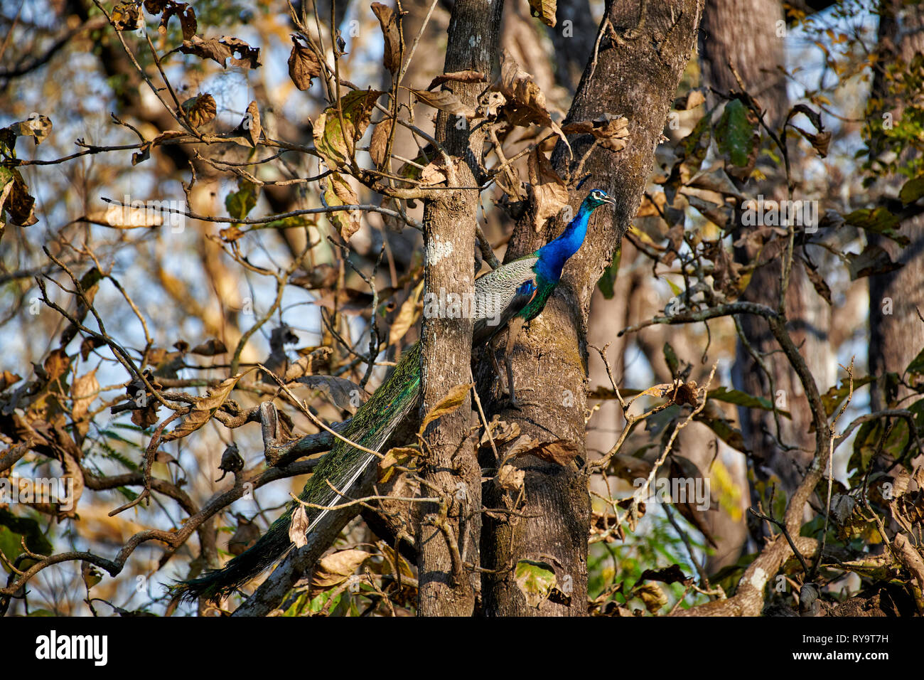 Peacocksitting comune in un albero, Indiano o peafowl peafowl blu, Pavo cristatus, Kabini, Nagarhole Riserva della Tigre, Karnataka, India Foto Stock