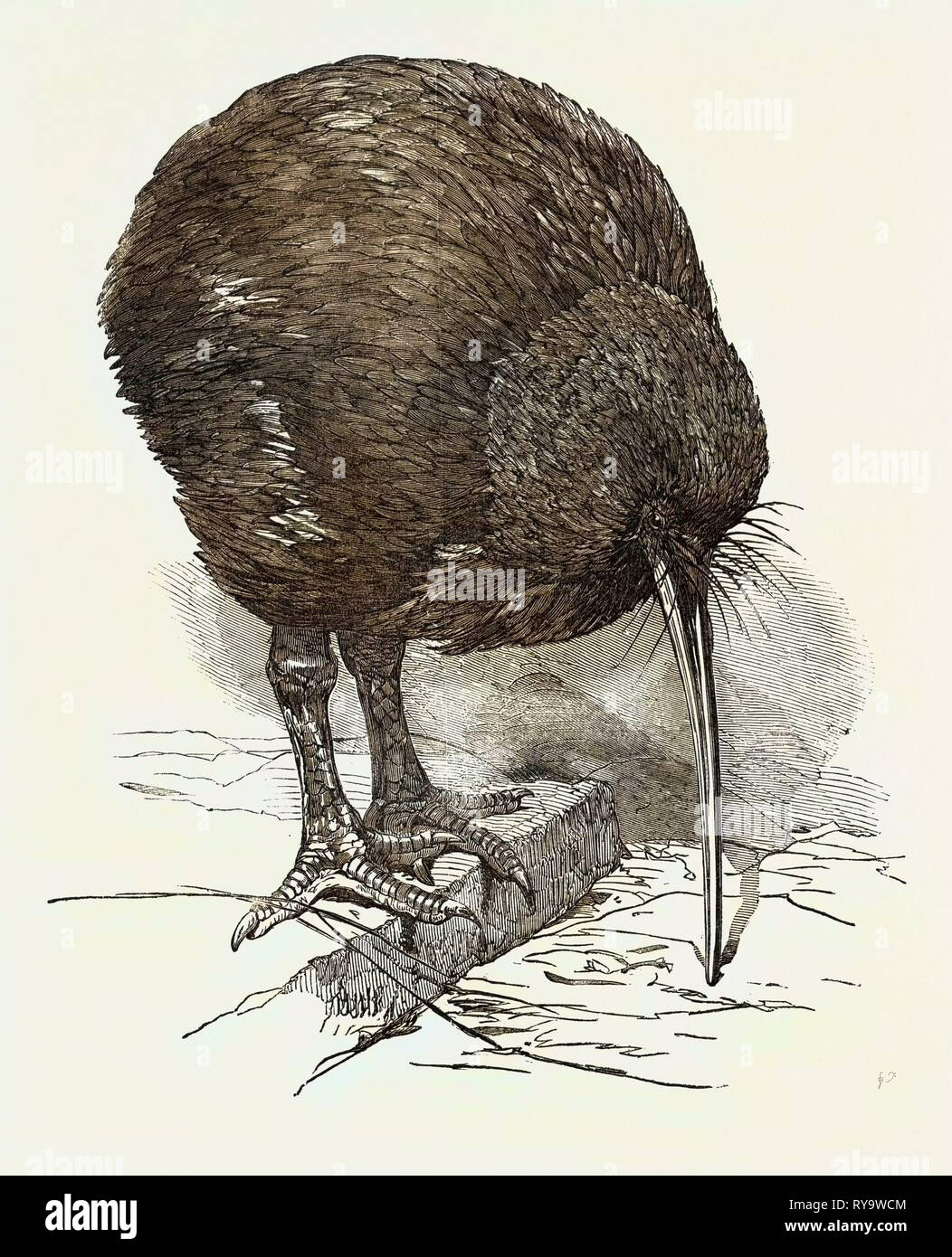 Apteryx nei giardini della Zoological Society, Regent's Park, London, Regno Unito Foto Stock