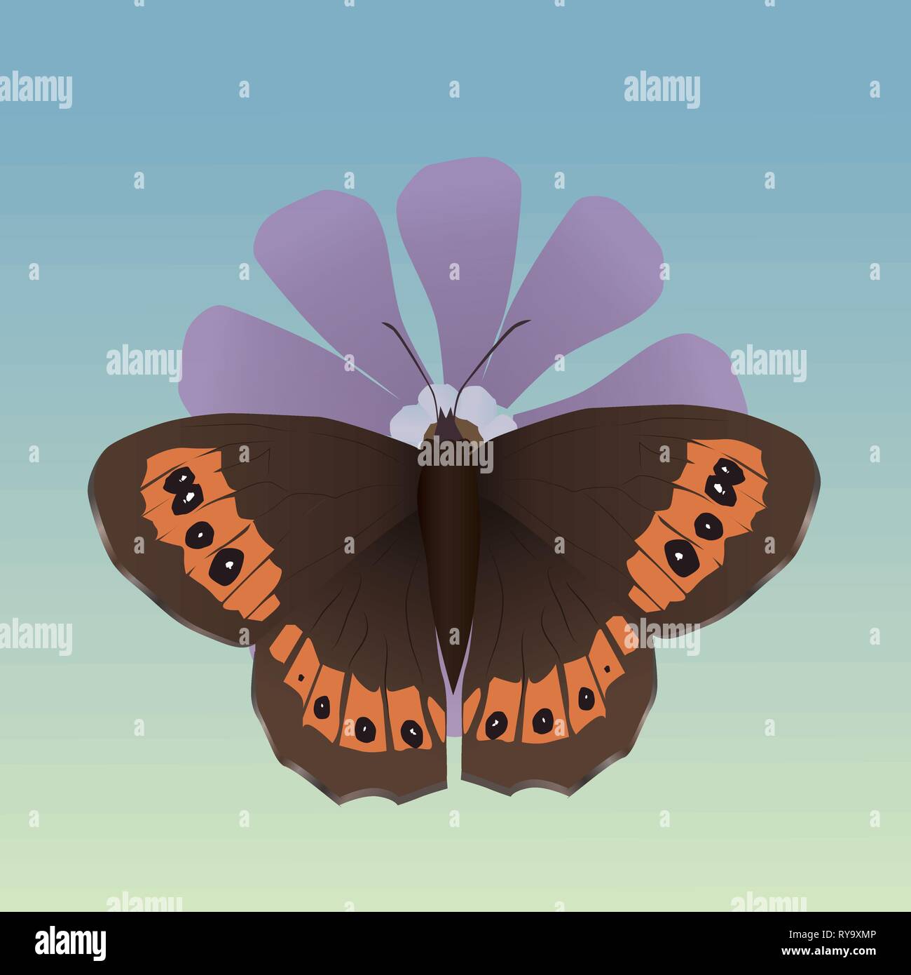 Una illustrazione vettoriale di un arran brown butterfly su un fiore viola Illustrazione Vettoriale