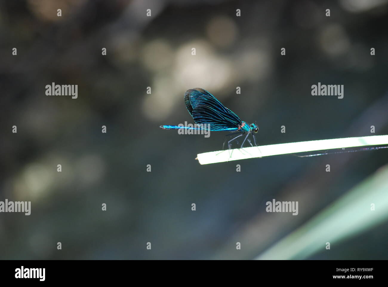 Immagine macro di libellula blu, insetti in fauna selvatica, Riverside creature magiche creatura Alata, iridato brillante ali metalliche di libellule Foto Stock