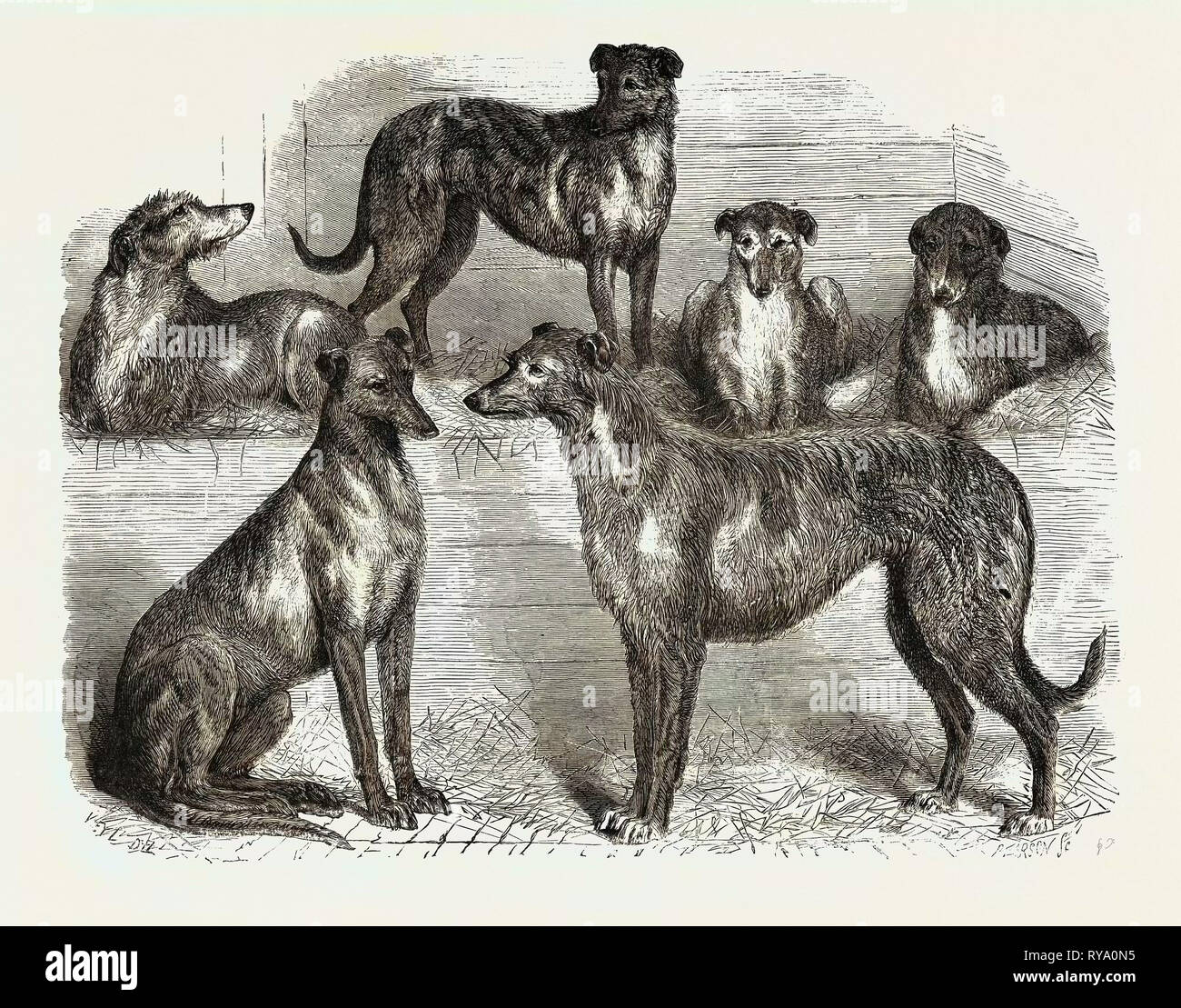 Deerhounds dal Windsor Great Park, 1870 Foto Stock