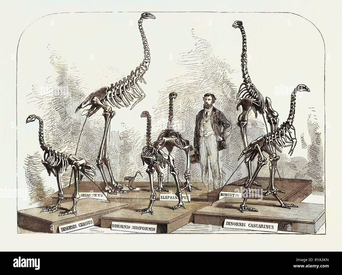 Scheletri di Dinornis nel Museo di Canterbury, Nuova Zelanda, 1868 Foto Stock