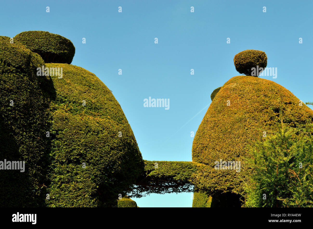 Yew Tree nome latino di Taxus baccata topiaria da Foto Stock