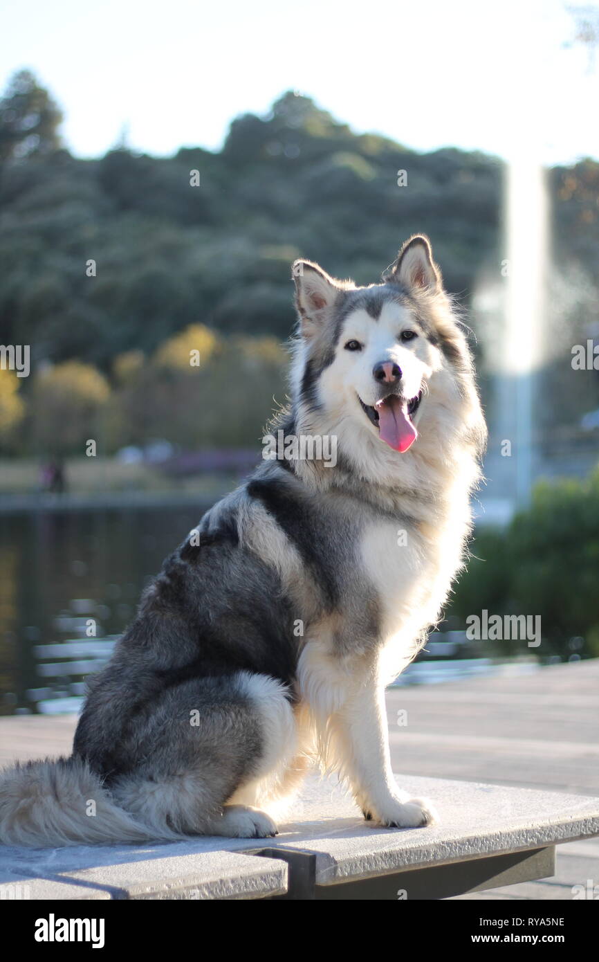 Alaskan Malamute Cane Foto Stock