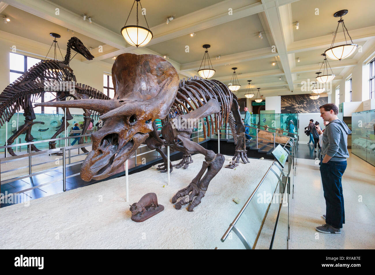Campione di fossili dell'impianto-eating dinosauro Triceratops al Museo Americano di Storia Naturale. La città di New York, nello Stato di New York, Stati Uniti d'un Foto Stock
