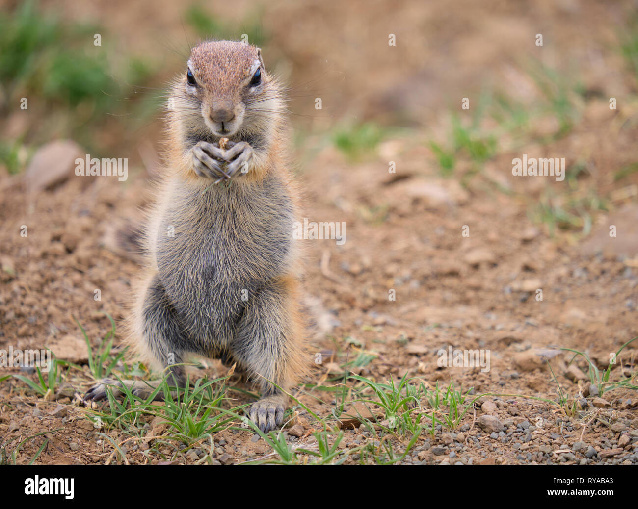 Massa del capo scoiattolo (Xerus inauris) in piedi sulle zampe posteriori tenendo un seme nella sua parte anteriore di griffe. A piena lunghezza ritratto su asciutto terra arida Foto Stock