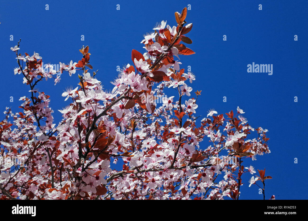 Spettacolare fioritura di "Prunus cerasifera pissardii a Sassari, Sardegna, Italia Foto Stock