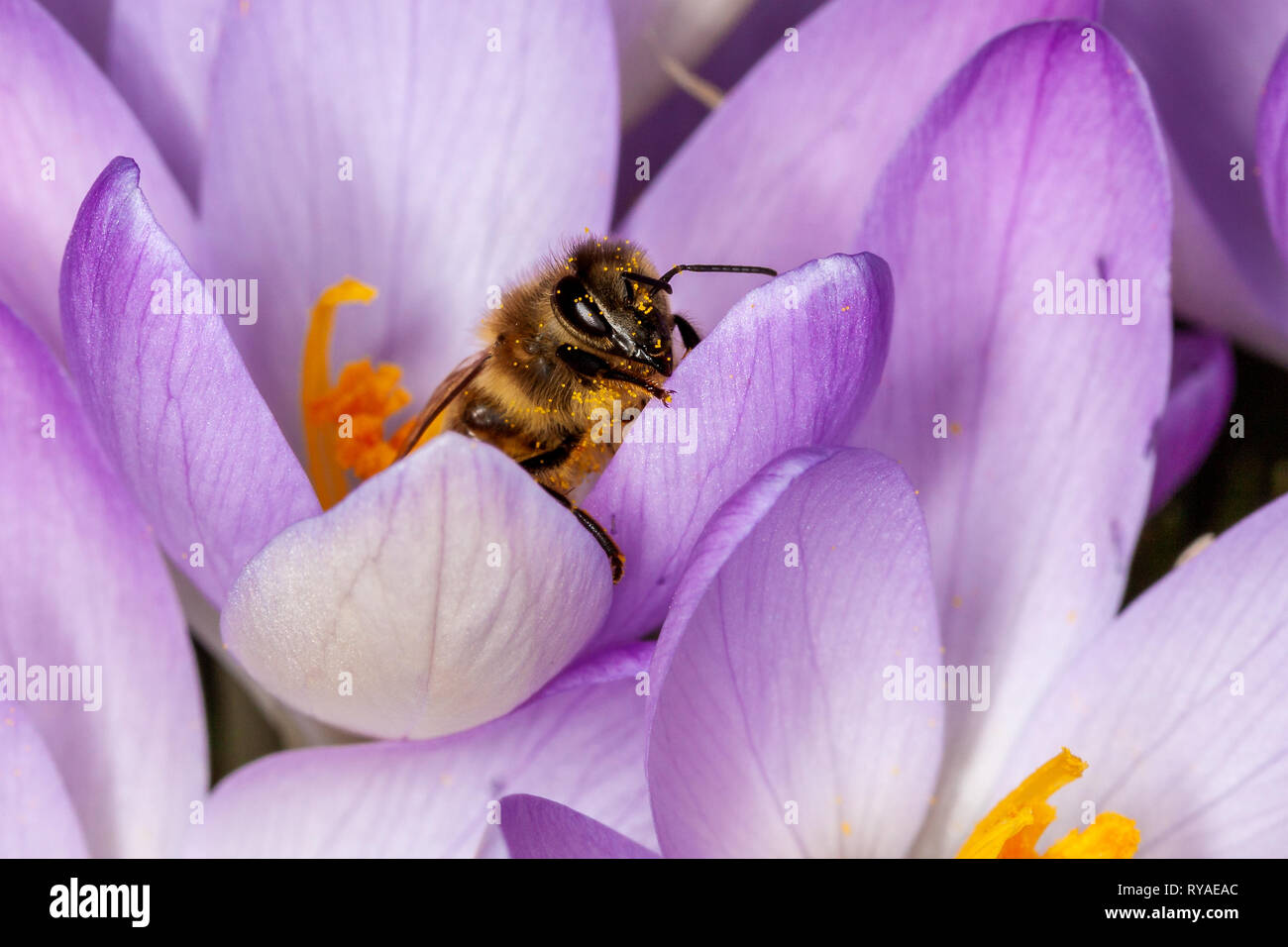 Eine Biene in einer Bluete Foto Stock