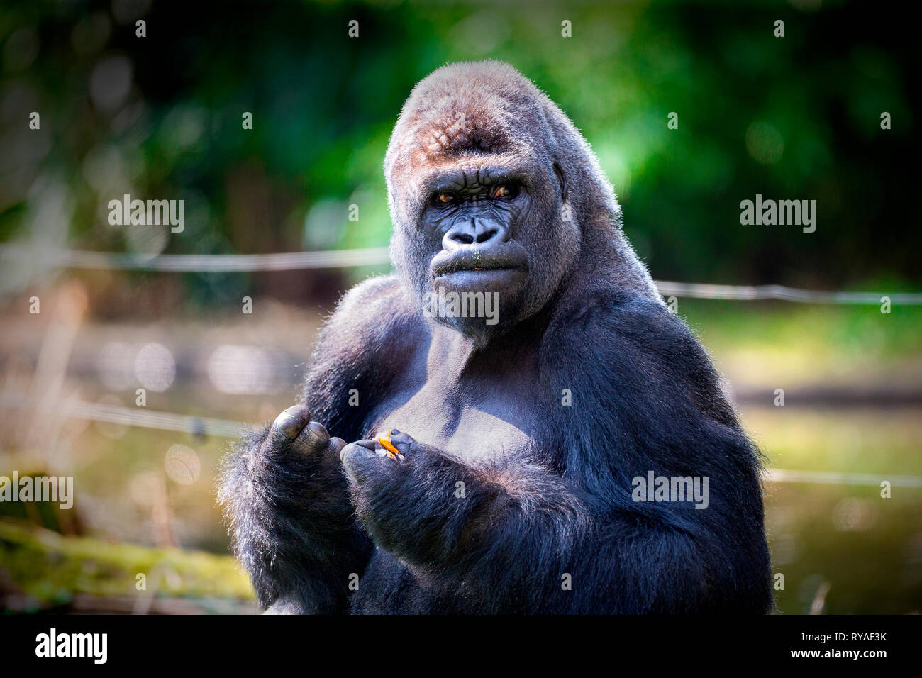 Gorilla Foto Stock