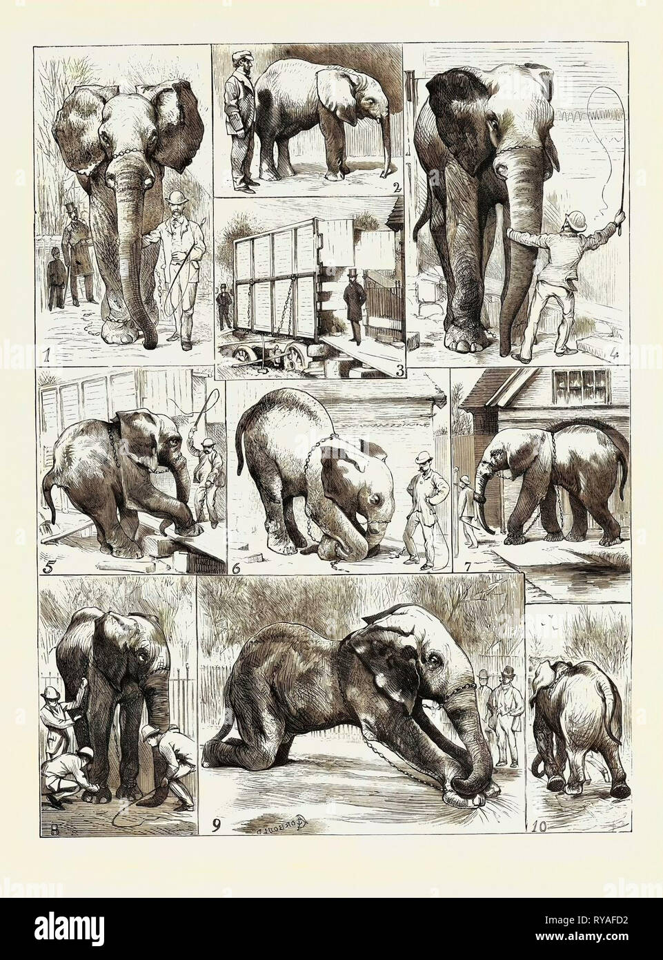 Il tentativo di rimozione di 'jumbo' dal Giardino Zoologico: 1. "Jumbo" lungo il tragitto da casa sua al suo box, 2. "Jumbo" come un giovane, 3. 'Box', 4. "Jumbo" non sembra di vedere: Scott Loq.: " Vieni.', 5. Un buon inizio, ma che è tutto, 6. Un appello, 7. Per tutte le apparenze "Jumbo" dell'ultima uscita dal suo proprio terreno, domenica mattina, 6.15 a.m., 19 febbraio 8. Revisione della " Bracciali " Prima di lasciare i giardini, 9. "Jumbo" declina per spostare: scena al di fuori dei giardini, 10. "Jumbo" vince: Il ritorno al suo amato Quarti Foto Stock