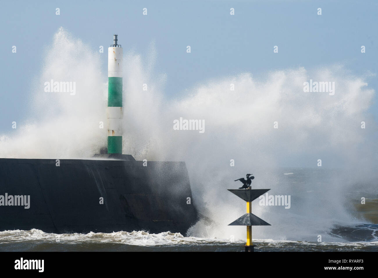 Aberystwyth, UK. 13 Mar, 2019. Regno Unito Meteo: un cormorano calmy asciuga le sue ali al sole come gale force venti di tempesta Gareth - la terza denominata tempesta del 2019 - hit Aberystwyth su Cardigan Bay costa, West Wales UK mercoledì pomeriggio. Raffiche di vento fino a 70 o 80 mph previsioni sono esposte nelle regioni del nord, con il rischio di gravi danni alla proprietà e di gravi interruzioni dei viaggi e servizi di potenza Photo credit: keith morris/Alamy Live News Foto Stock