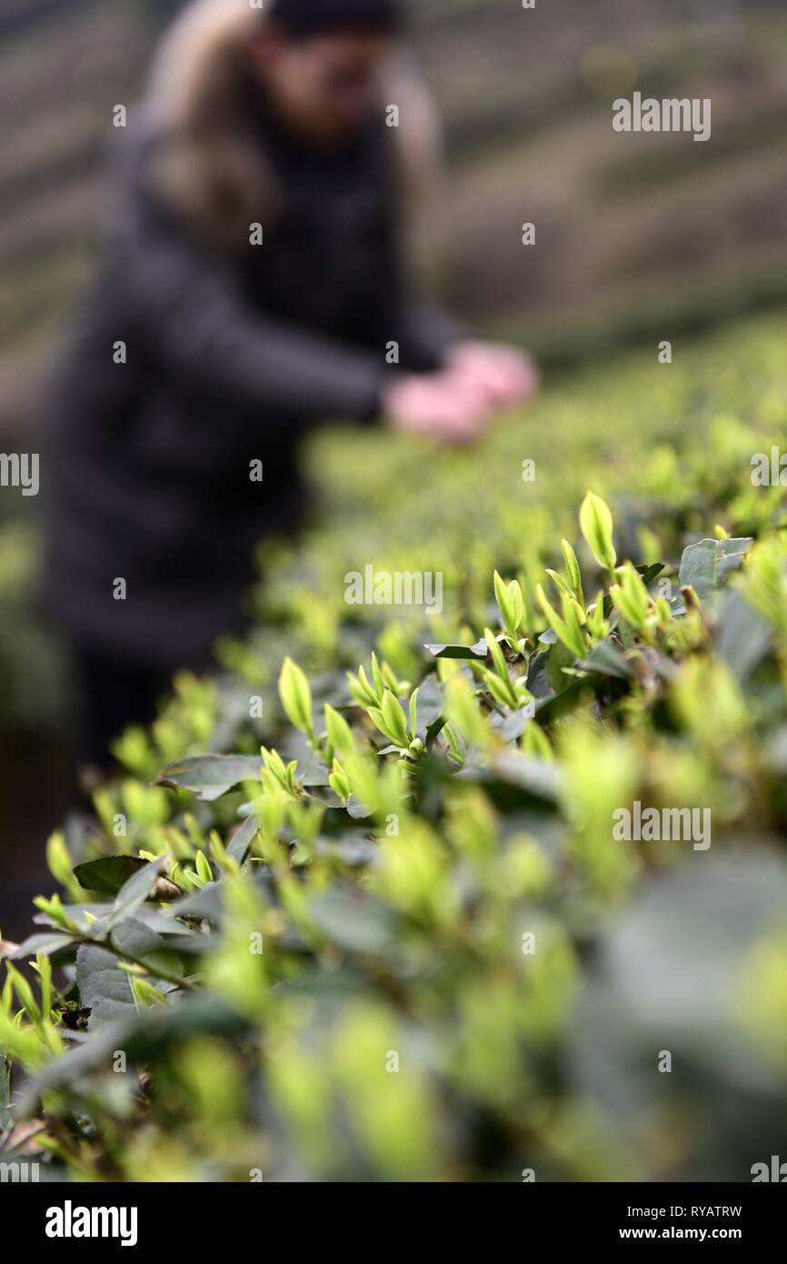 Enshi, Enshi, Cina. 13 Mar, 2019. Enshi, Cina-contadini pick primavera tè in Enshi, central ChinaÃ¢â'¬â"¢s Provincia di Hubei. Credito: SIPA Asia/ZUMA filo/Alamy Live News Foto Stock