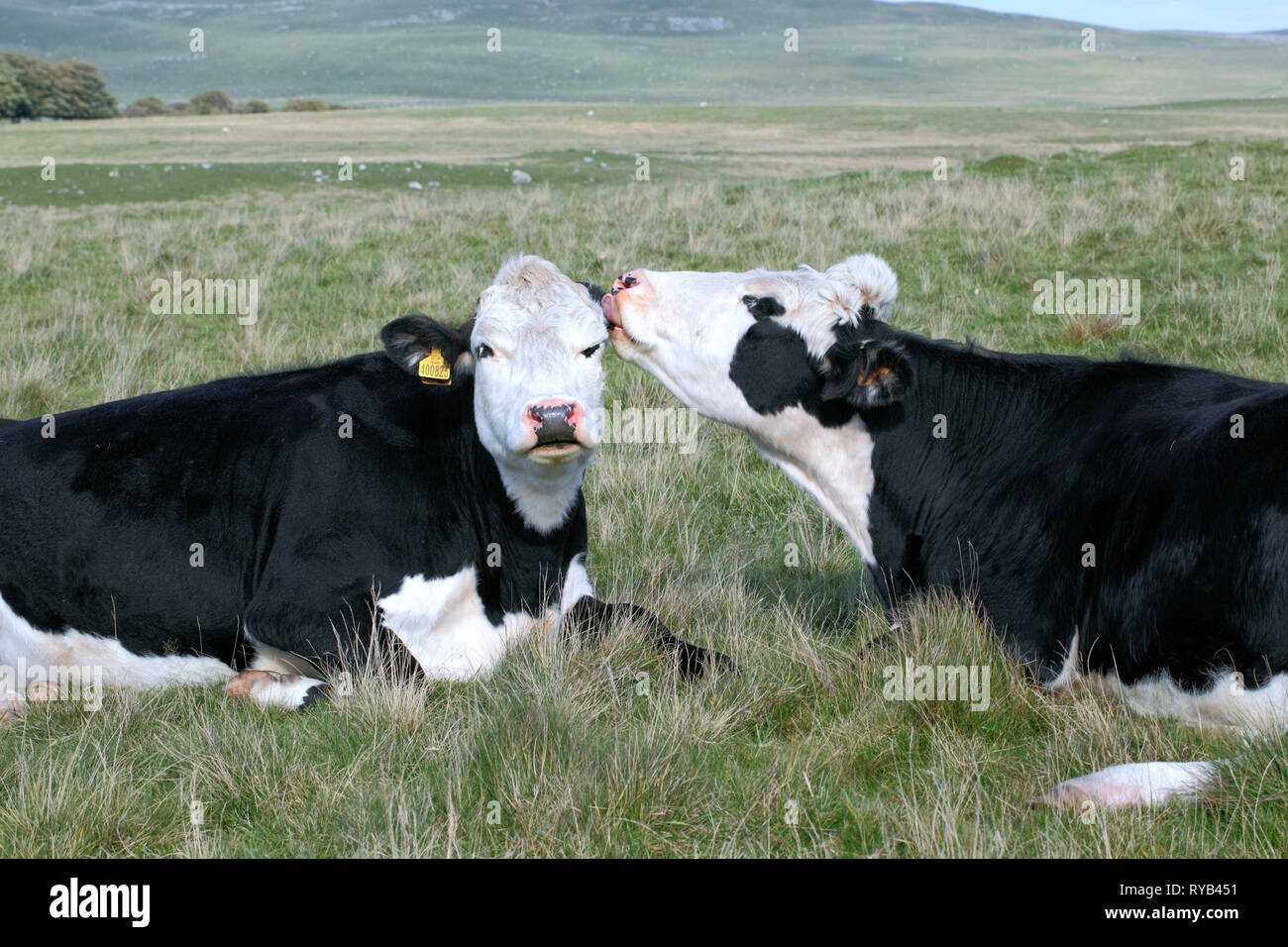 Vacche amichevole vicino Malham Tarn nel Yorkshire Dales National Park. Foto Stock
