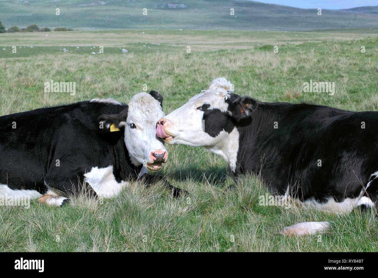 Vacche amichevole vicino Malham Tarn nel Yorkshire Dales National Park. Foto Stock