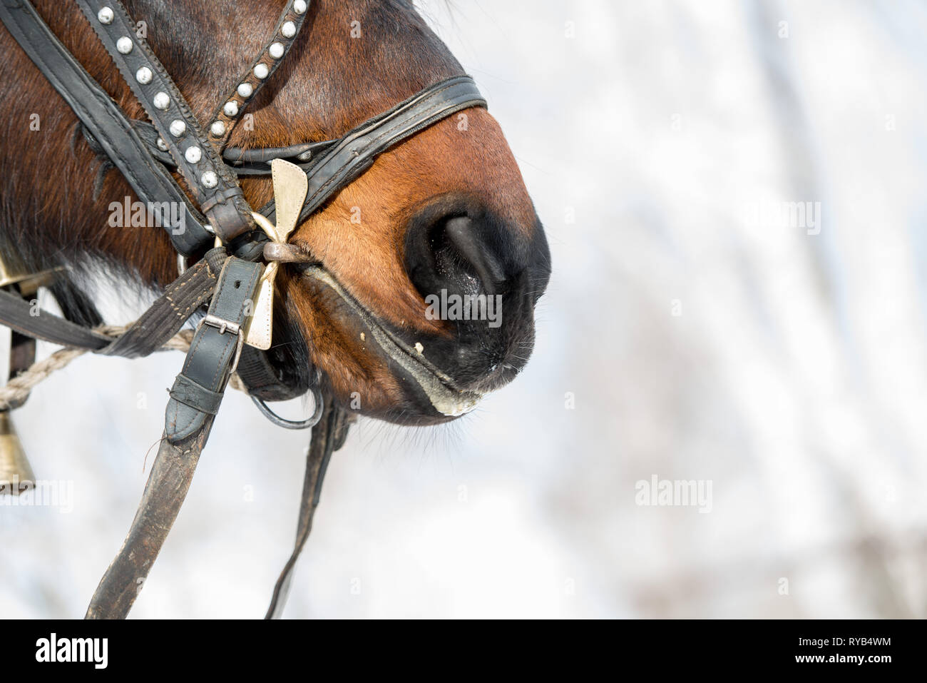 Inquadratura orizzontale di un cavallo marrone. muso con il vecchio cuoio e reggette metalliche con narici grosse Foto Stock
