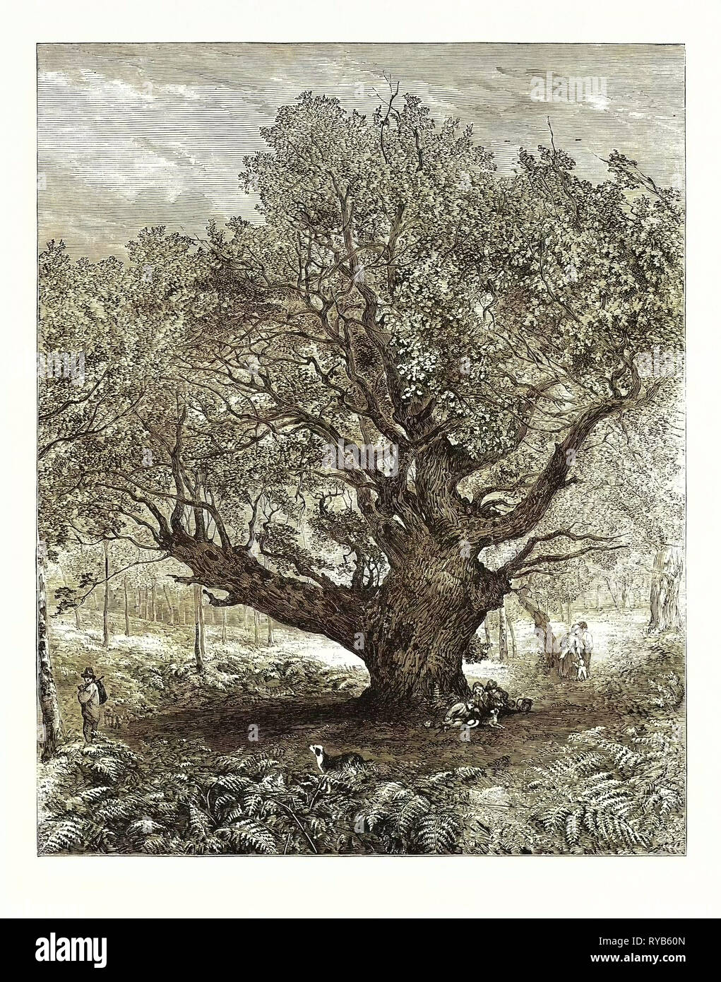 Mostra della Royal Academy: 'il monarca Oak', 1853 Foto Stock