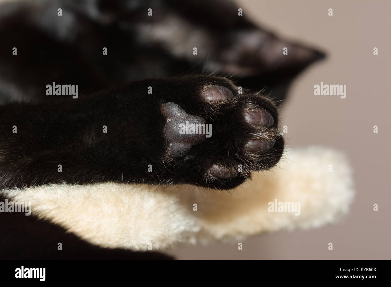 Closeup colpo di un europeo gatto nero la zampa. Foto Stock