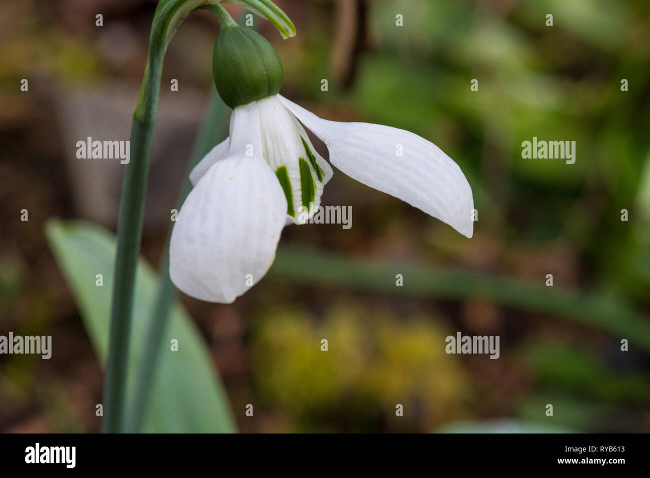 Galanthus elwesii Signor Blobby snowdrop Foto Stock