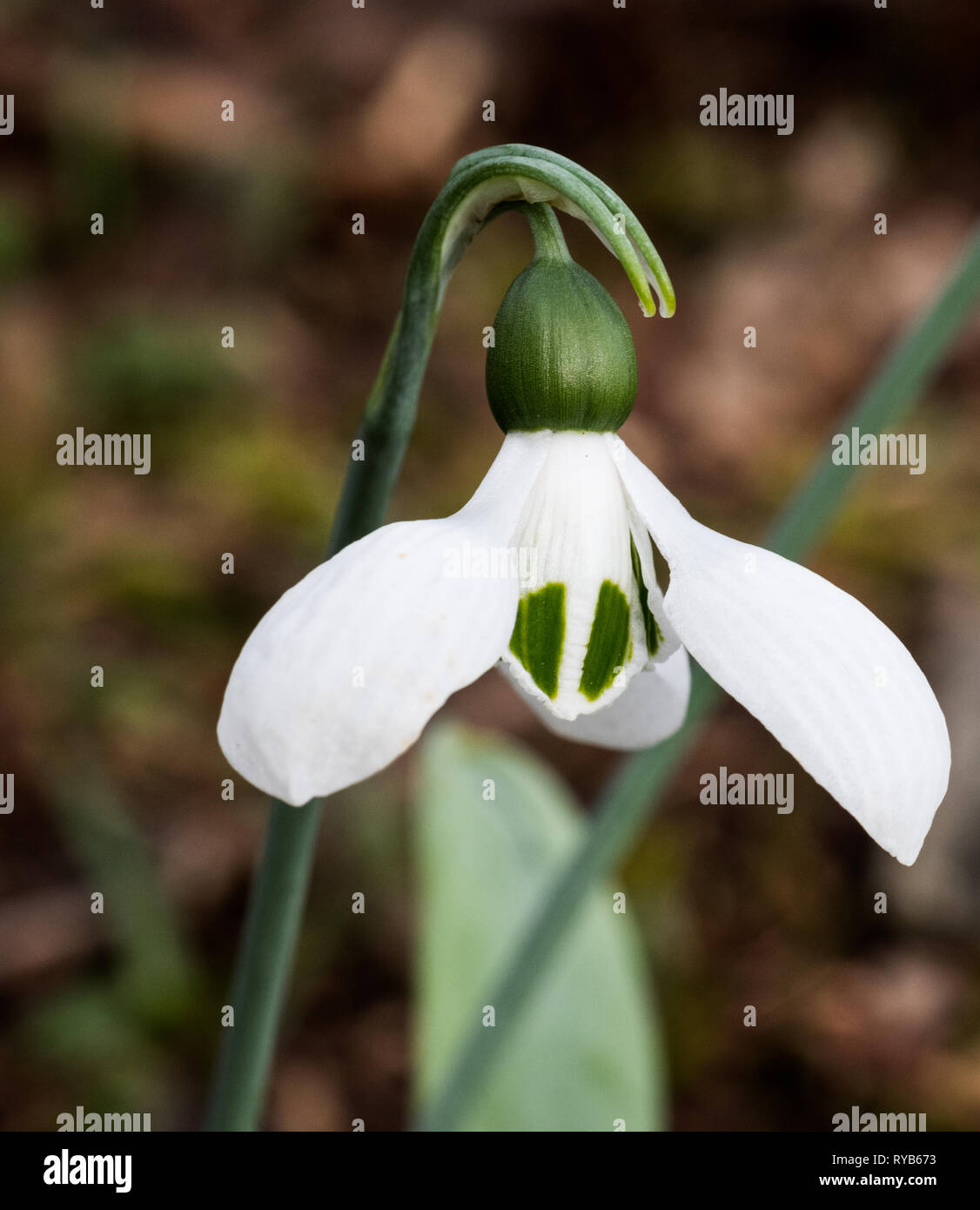 Galanthus elwesii Signor Blobby snowdrop Foto Stock