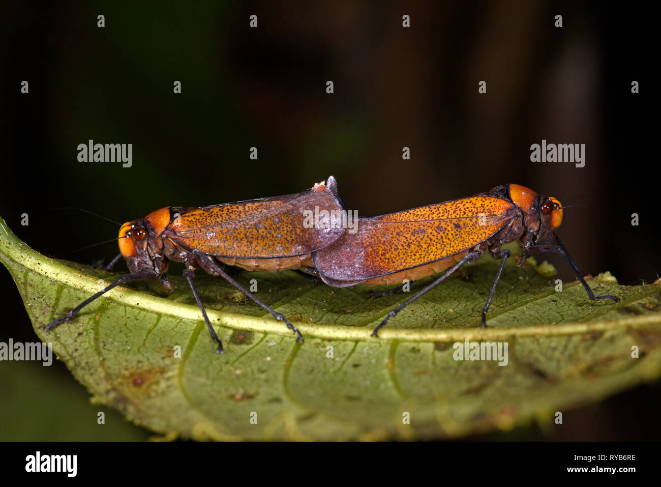Leafhopper arancione, coppia coniugata sul retro della foglia, Parco Nazionale del Manu, Perù, Novembre Foto Stock