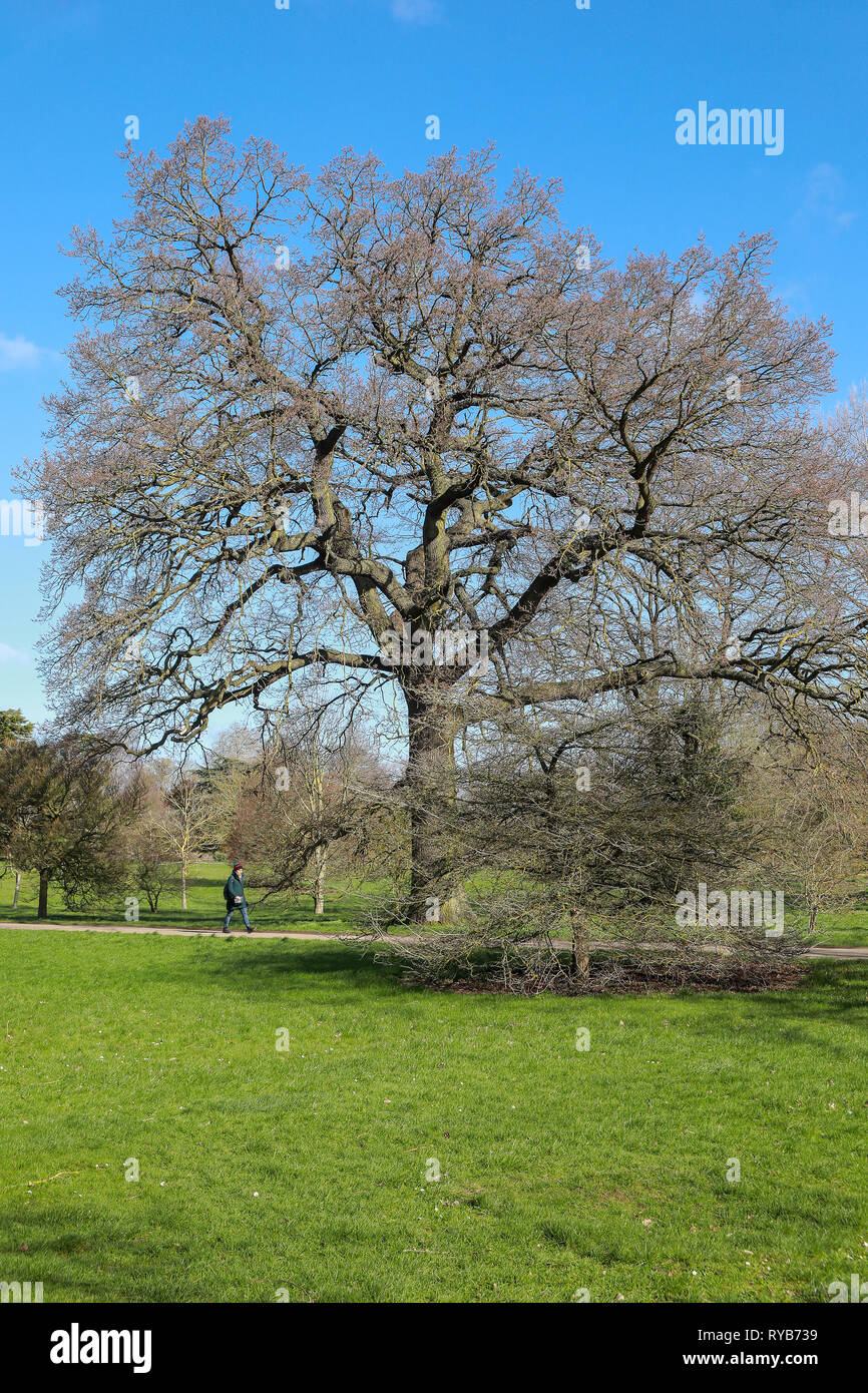 Donna che cammina sul sentiero di ghiaia via attraverso Oxford University Parks in inverno / primavera da un albero senza foglie in sole blu cielo Foto Stock