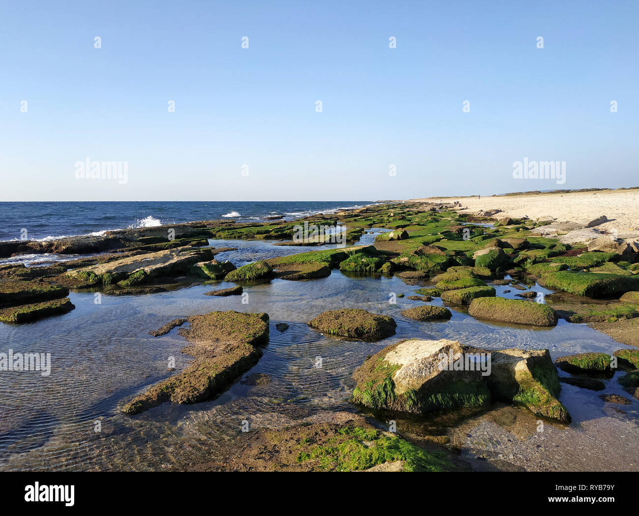 Bustan HaGalil spiaggia sabbiosa con rocce vicino a acri di Haifa in Israele. Akko riva del mare Mediterraneo. L'acqua chiara pietre ricoperto con alghe marine. Blu cielo soleggiato Foto Stock