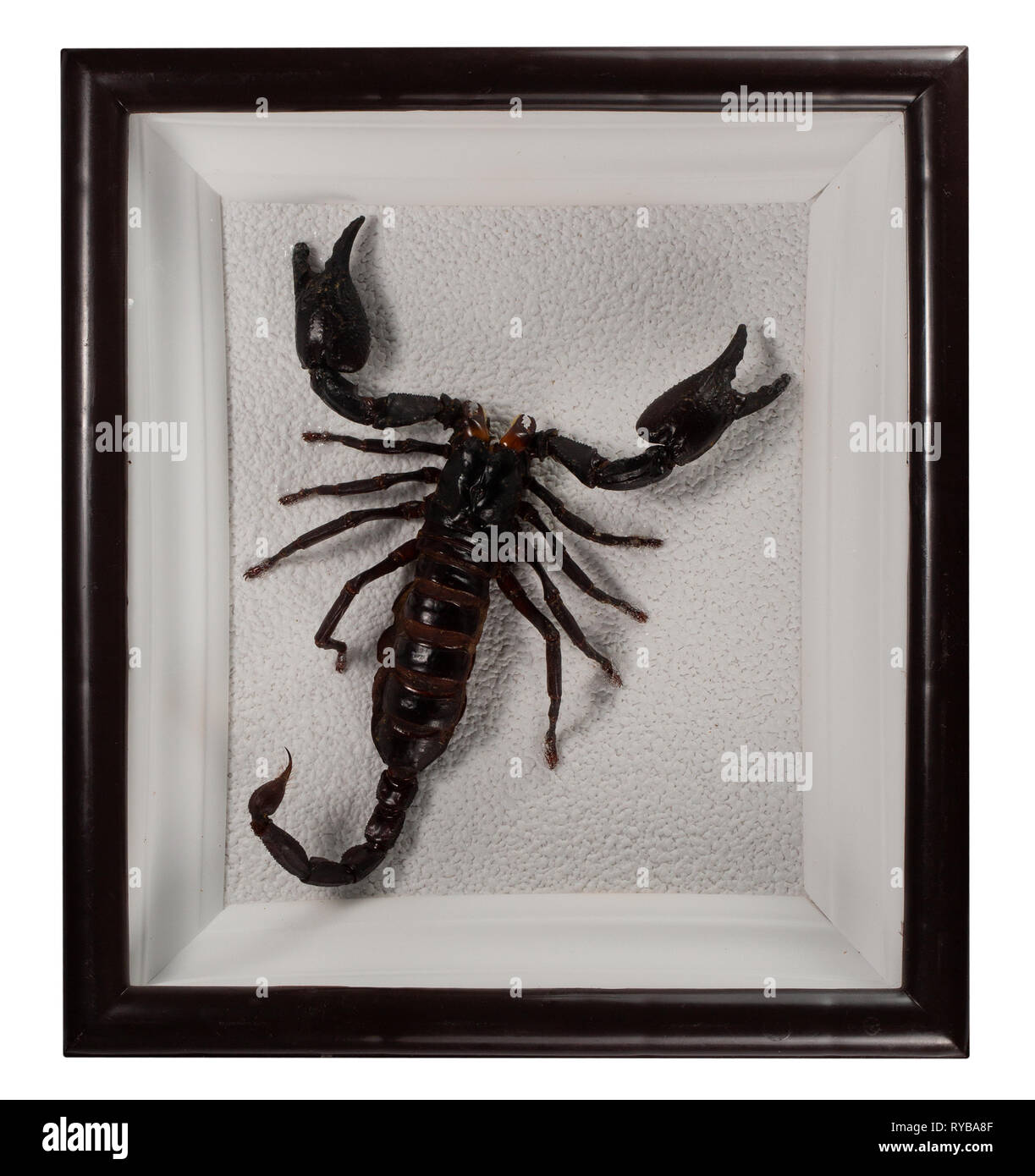 Scorpion Pandinus longimanus in frame isolati su sfondo bianco. Foto Stock
