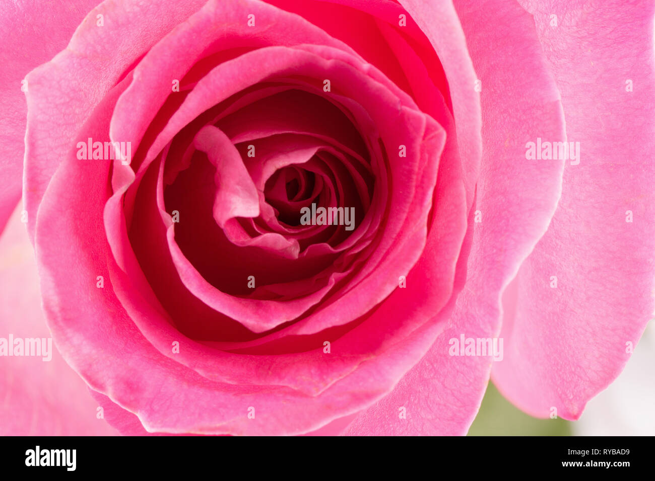 Close up di rosa rosa. Foto Stock