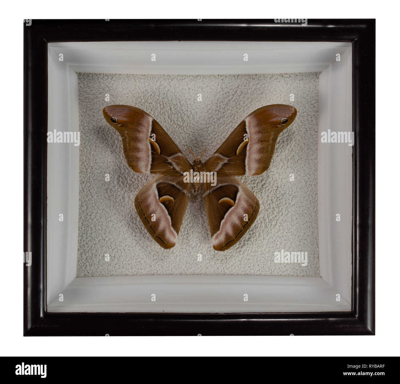 Butterfly samia cynthia in frame isolati su sfondo bianco. Foto Stock
