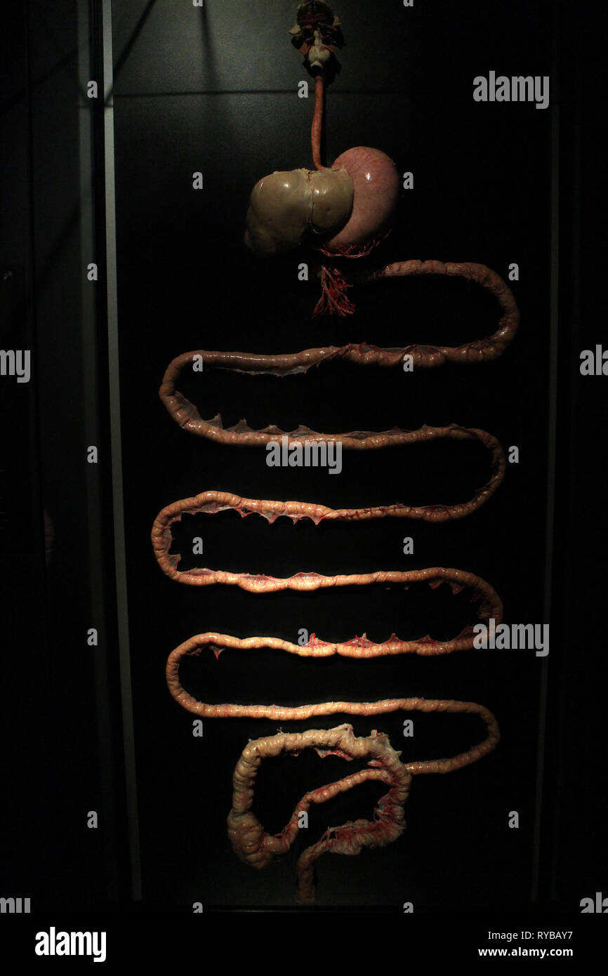 Immagini del corpo mondi plastinates al Menschen Museum di Berlino. Sistema digestivo. Foto Stock