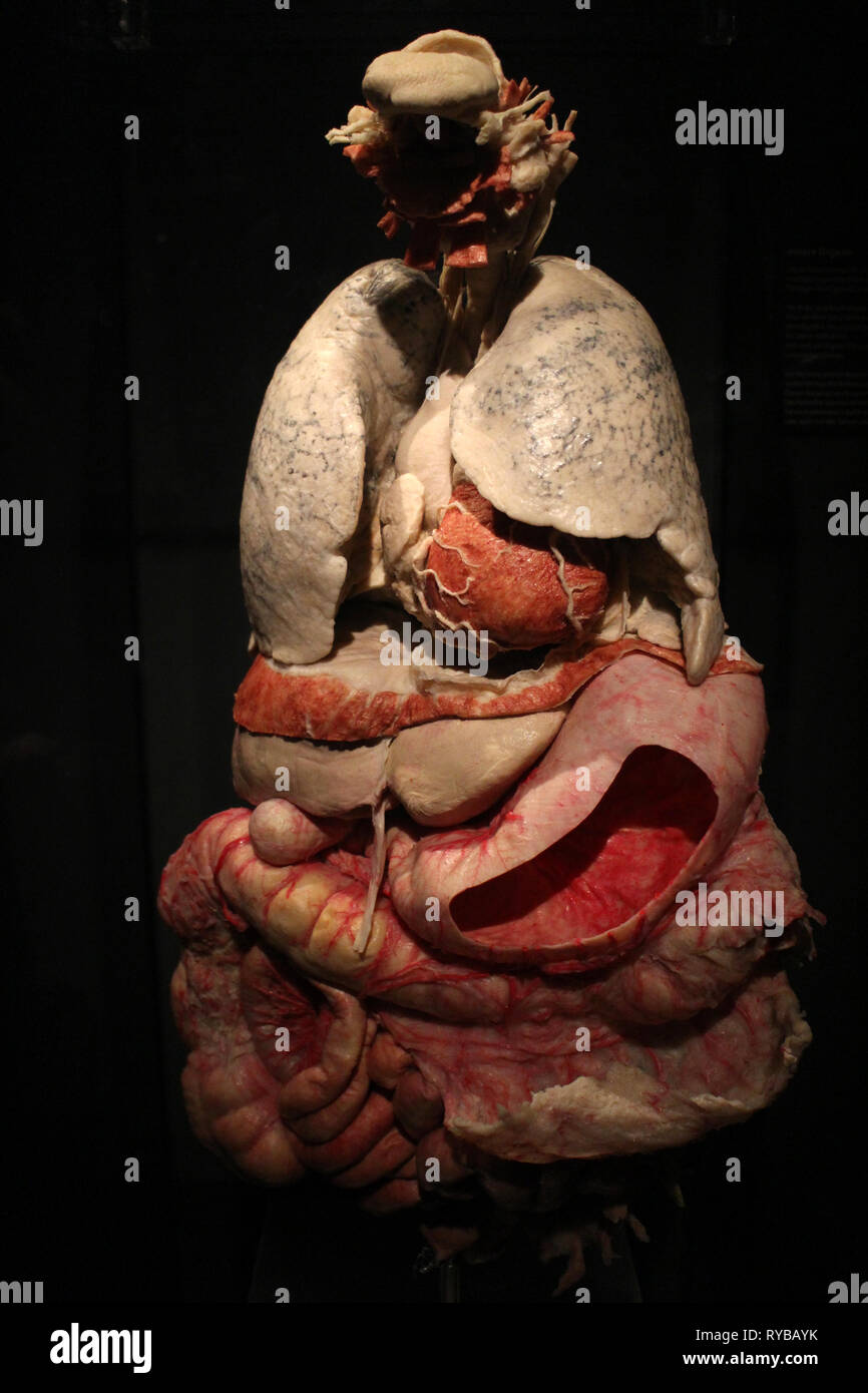 Immagini del corpo mondi plastinates al Menschen Museum di Berlino. I polmoni e il sistema digestivo Foto Stock