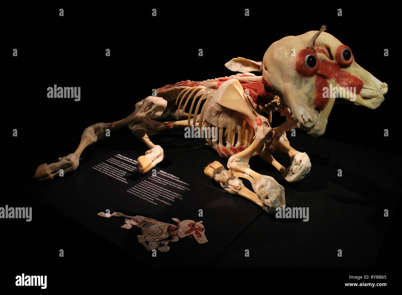 Immagini del corpo mondi plastinates al Menschen Museum di Berlino. Due vitello testa Foto Stock