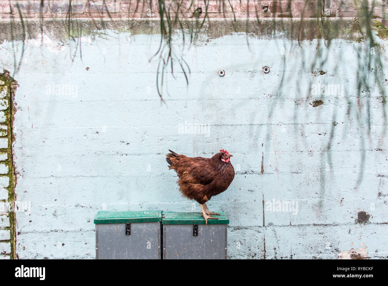 Un pollo in piedi su una scatola nella sua penna di pollo. Foto Stock