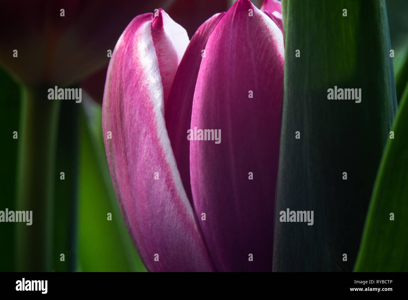 Colori di Primavera di tulip fiori Foto Stock