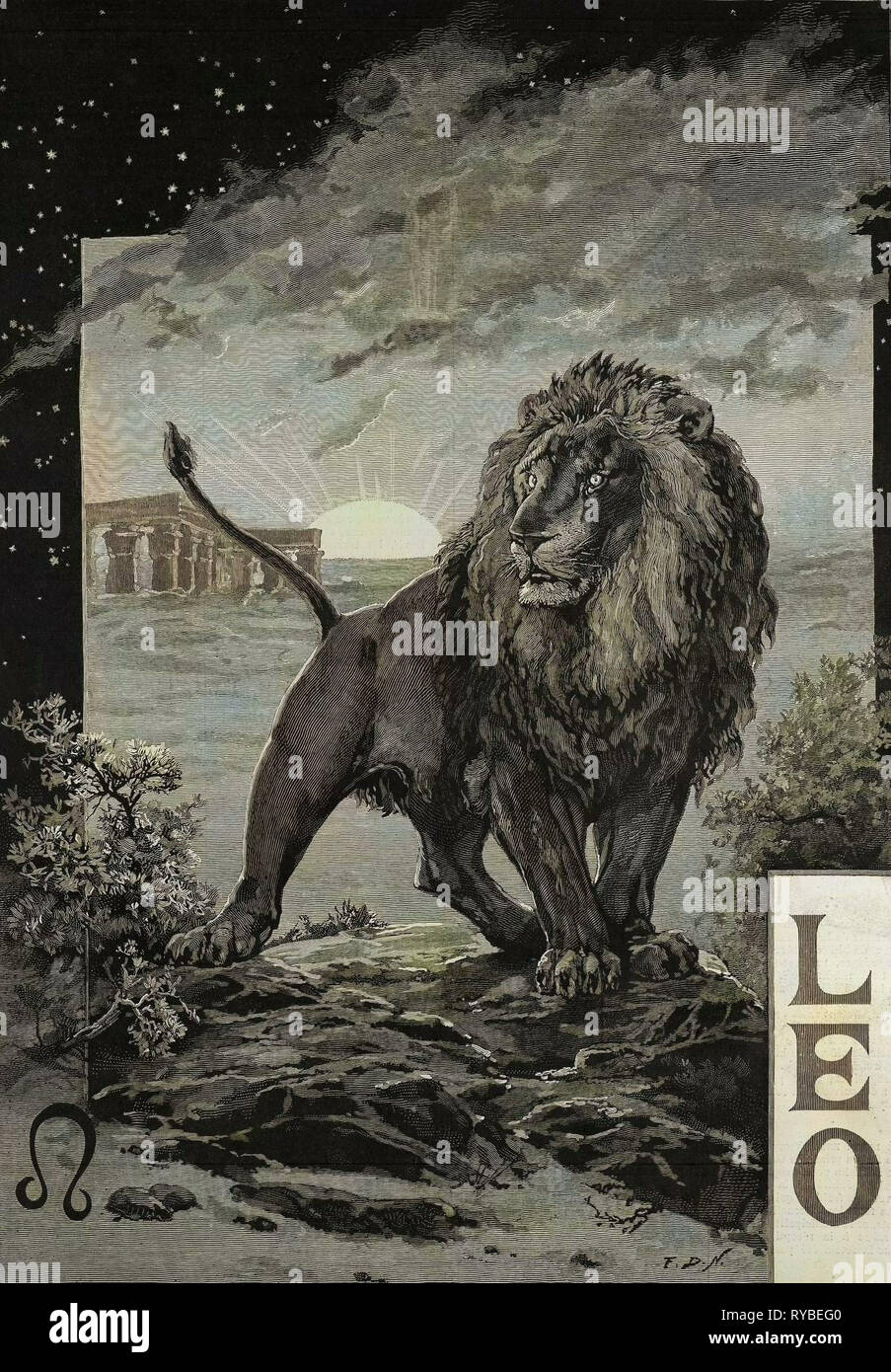 Leo, segno dello zodiaco, Lion del diciannovesimo secolo incisione Foto Stock