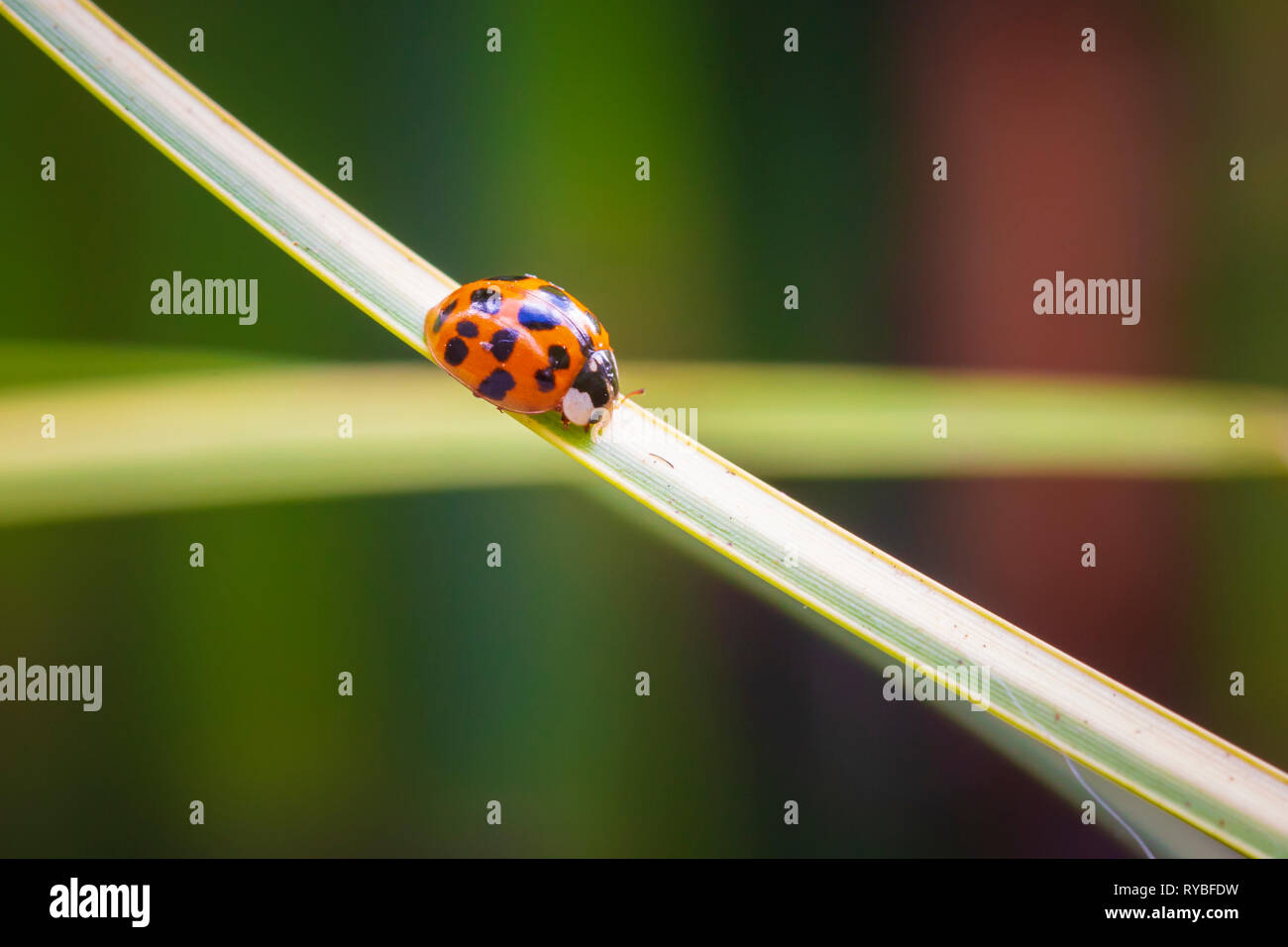 Ladybug o coccinella insetto arrampicata. Fresche, colori vibranti e dalla luce diretta dei raggi solari. Selective soft focus. Foto Stock