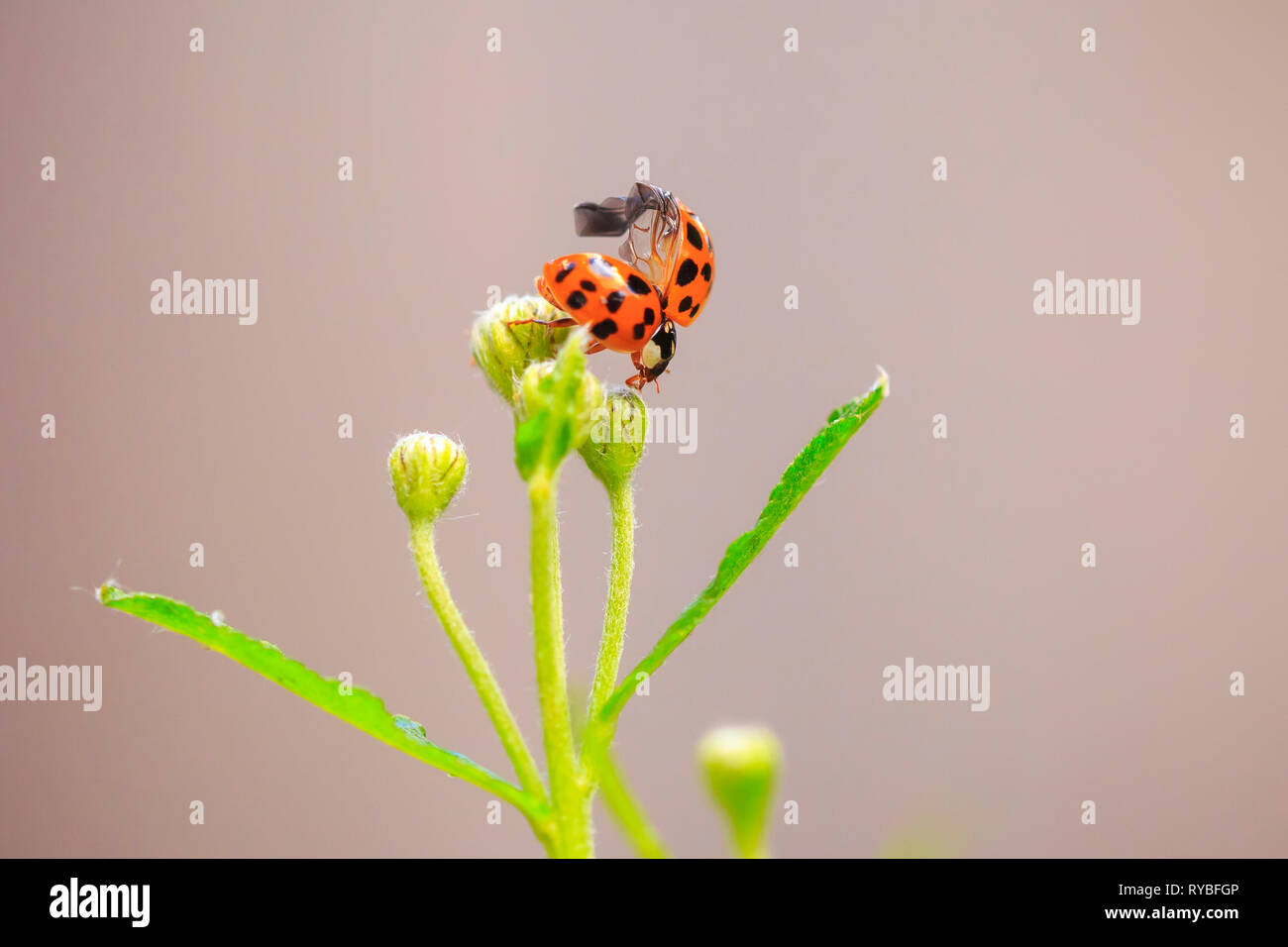 Ladybug o coccinella insetto arrampicata. Fresche, colori vibranti e dalla luce diretta dei raggi solari. Selective soft focus. Foto Stock