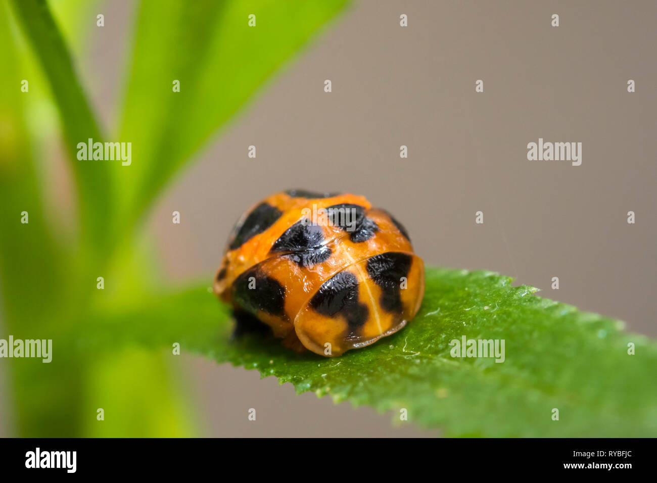 Coccinella insetto larva o pupacloseup. Fase di pupa sulla vegetazione verde closeup. Foto Stock